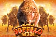 BUFFALO WIN